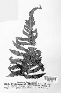 Image of Protomyces filicinus